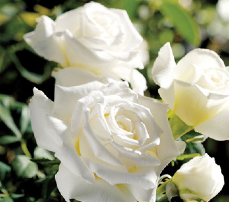 画像1: 食用バラ苗「ヨハネパウロ２世」? 農薬不使用・純白大輪で香り豊かな四季咲きの白薔薇 (1)