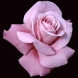 画像1: シャルル ドゥ ゴール苗【食用バラ苗】食べられるバラ　食べる薔薇　送料無料【発送地 山形】 (1)