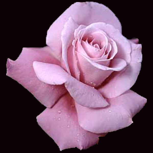画像1: シャルル ドゥ ゴール【裸苗】食べられるバラ　食べる薔薇　送料無料 (1)