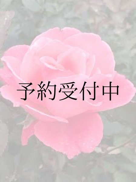 画像1: 芳純【食用バラ幼い苗】苗木通販　送料無料 食べれるバラ (1)