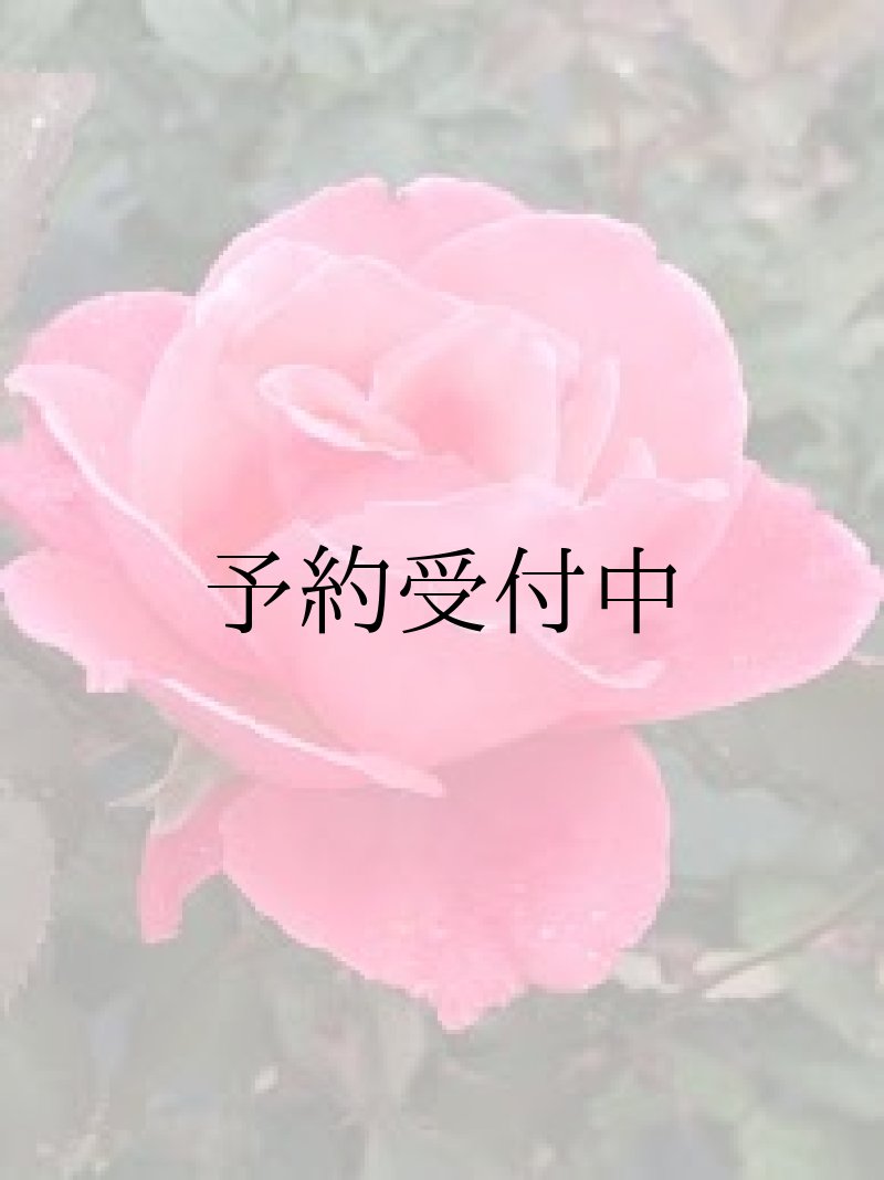 画像1: 食用バラ苗「芳純」農薬不使用・マットピンクとダマスク香の中大輪品種★ (1)