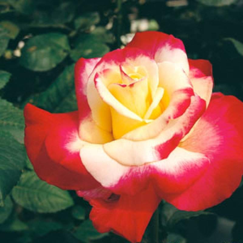 画像2: 食用バラ苗「ダブルデライト」農薬不使用・クリーム×赤グラデーションと深ダマスク香の大輪バラ★ (2)