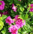 画像2: 八重咲ハマナシ（ヤエハマナス）【送料無料】濃ピンク色　食べられるバラ　食べる薔薇 (2)