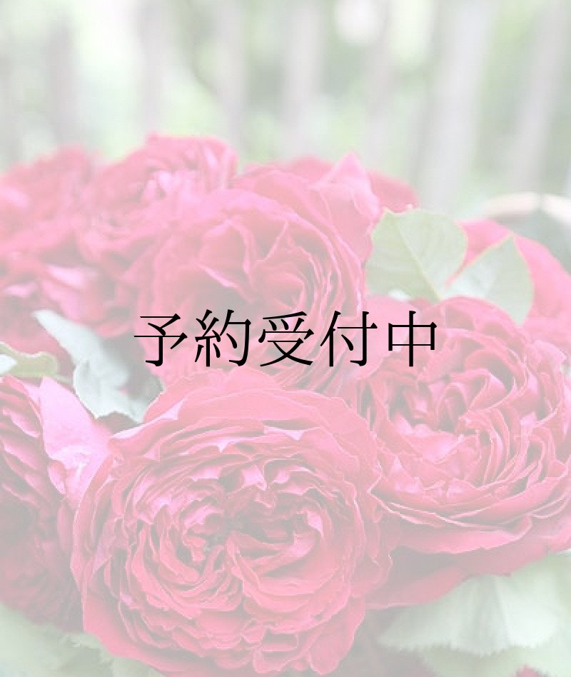 画像1: ゴスペル【食用バラ苗】食べる薔薇　超大輪・濃ピンク色・ダマスクローズ　送料無料　農林水産省登録品種 PVP【発送地 山形】 (1)