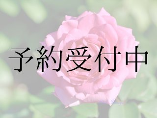 11月上旬までに届く食用薔薇の苗一覧。ナカイローズファームが
