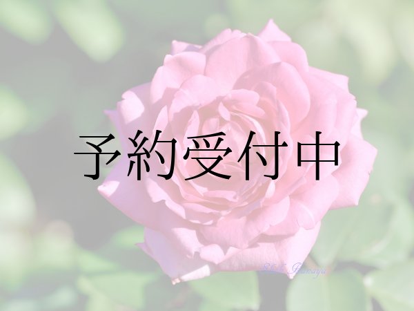 画像1: ビバリー【食用バラ　大苗/幼い苗】食べれる薔薇　超大輪・濃ピンク色・フルーツローズ　送料無料　農林水産省登録品種 PVP【発送地 山形】 (1)