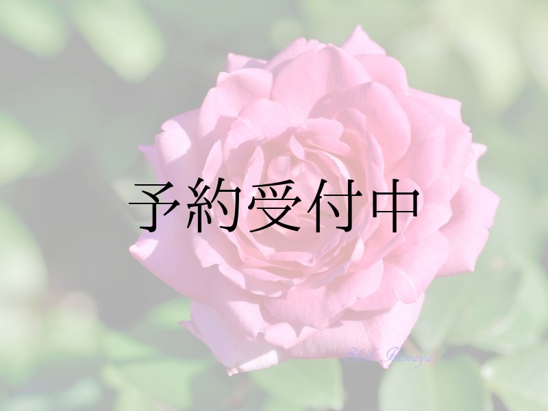 画像1: ビバリー【食用バラ　大苗/幼い苗】食べれる薔薇　超大輪・濃ピンク色・フルーツローズ　送料無料　農林水産省登録品種 PVP【発送地 山形】 (1)