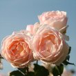 画像1: 薫乃【食用バラ苗】食べられる薔薇　中輪・クリーム色・フルーツローズ　送料無料　農林水産省登録品種 PVP【発送地 山形】 (1)