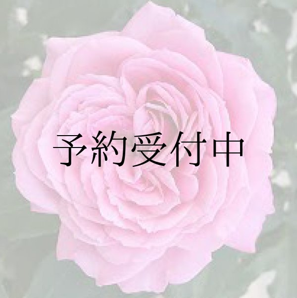 画像1: フューチャーパフューム【食用バラ苗】食べる薔薇　大輪・ピンク色・ダマスクローズ　送料無料　農林水産省登録品種 PVP【発送地 山形】 (1)