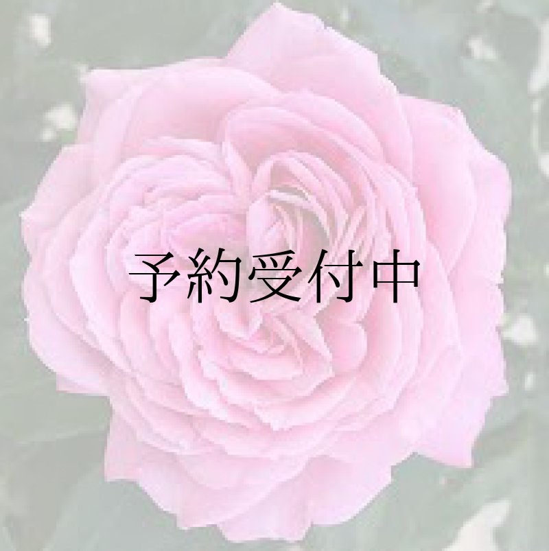 画像1: フューチャーパフューム【食用バラ苗】食べる薔薇　大輪・ピンク色・ダマスクローズ　送料無料　農林水産省登録品種 PVP【発送地 山形】 (1)