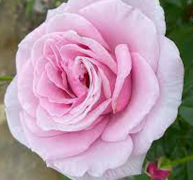 画像1: 食用バラ苗「パフュームドレス」農薬不使用・シルキーラベンダーと強香ブルー系の中大輪品種★ (1)