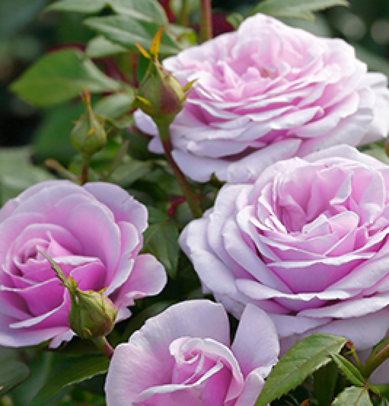 画像2: 食用バラ苗「パフュームドレス」農薬不使用・シルキーラベンダーと強香ブルー系の中大輪品種★ (2)