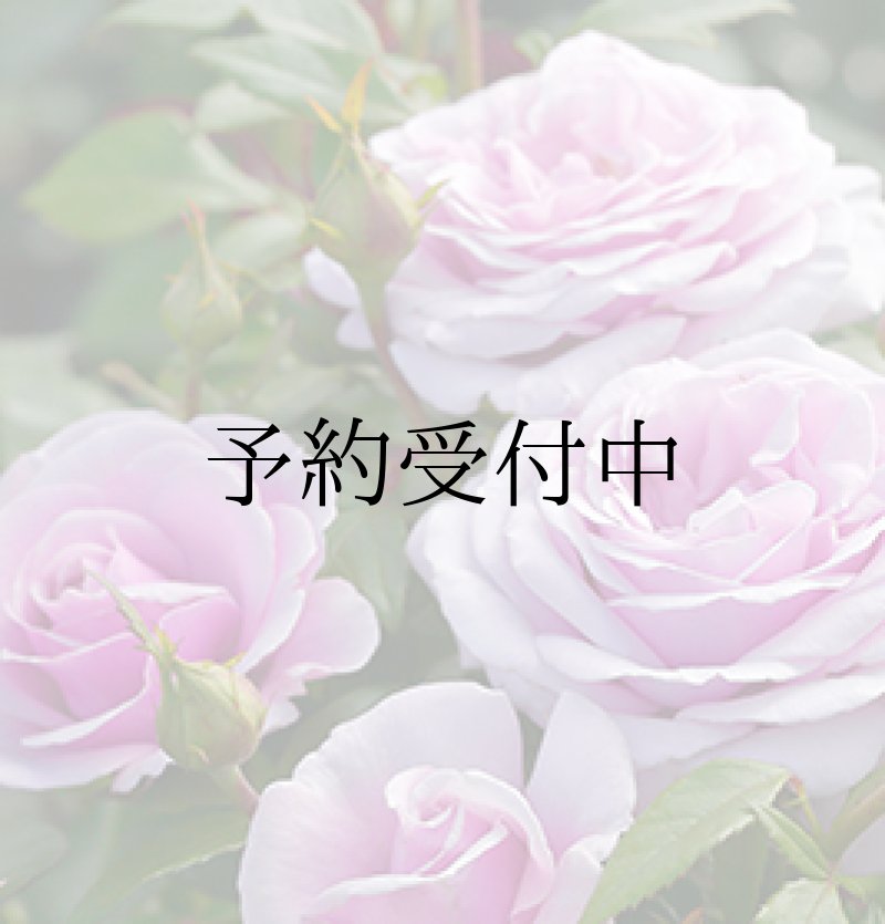 画像2: 食用バラ苗「パフュームドレス」農薬不使用・シルキーラベンダーと強香ブルー系の中大輪品種★ (2)
