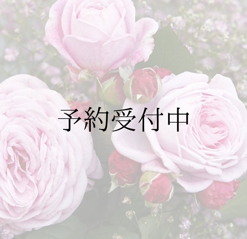 画像1: マリーヘンリエッテ【食用バラ苗】食べる薔薇　大輪・ピンク色・ダマスクローズ　送料無料 【発送地 山形】 (1)