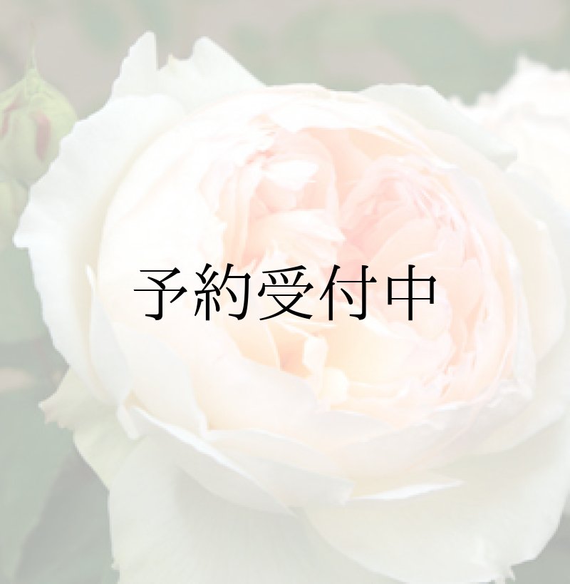 画像1: ボレロ【食用バラ苗】食べる薔薇　大輪・白色・フルーツローズ　送料無料　農林水産省登録品種 PVP【発送地 山形】 (1)