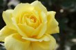 画像1: ローズヨコハマ【食用バラ】食べる薔薇　大輪・黄色・ティー香　送料無料 (1)