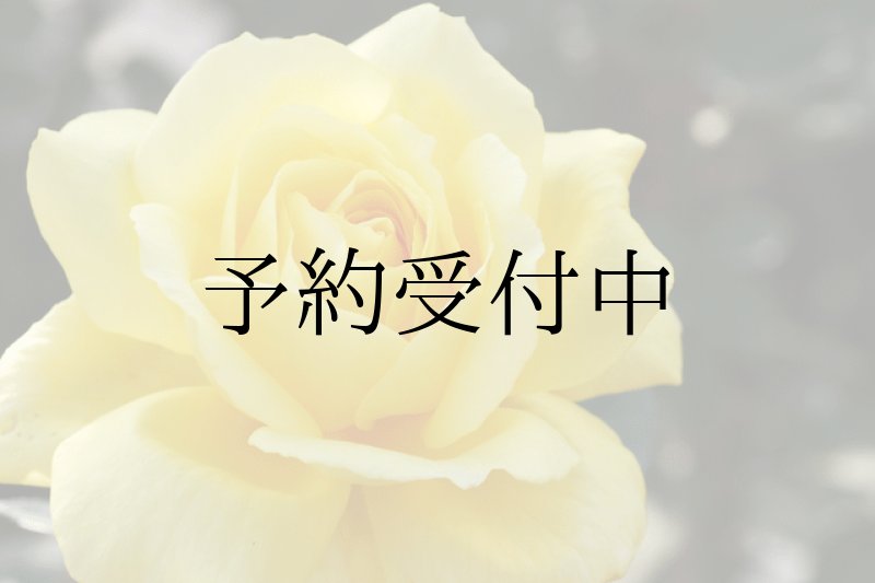 画像1: 食用バラ苗「ローズヨコハマ」｜農薬不使用・くすみのない黄色・超大輪ティー香★ (1)