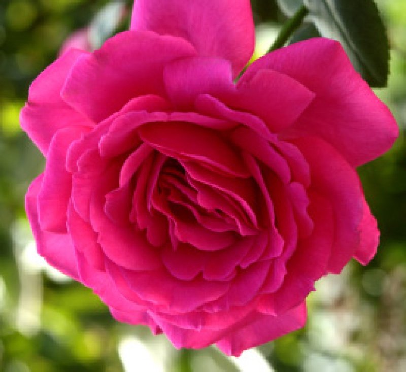 画像1: 食用バラ苗「王妃アントワネット」農薬不使用・濃マゼンタの超大輪で紅茶香が魅せる四季咲き品種★ (1)