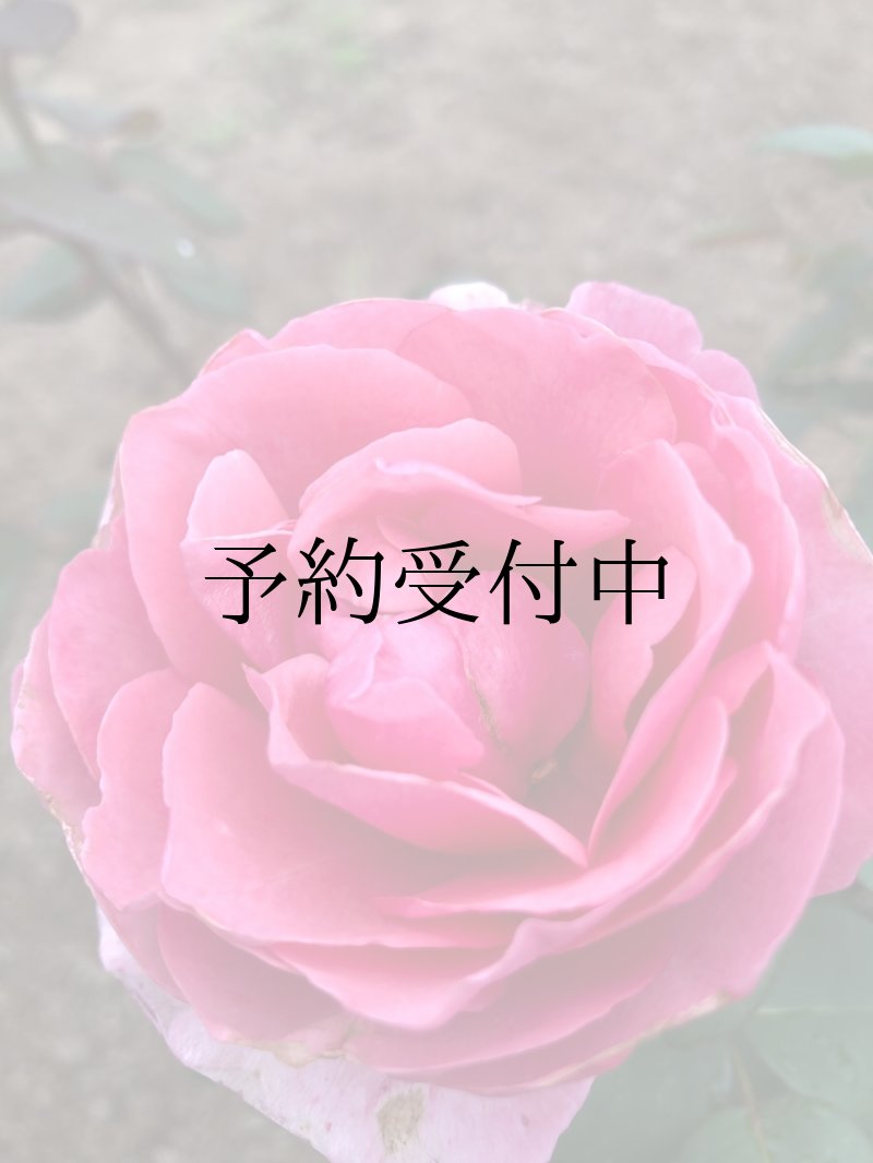 画像1: アライブ【苗】食べれる薔薇　超大輪・濃ピンク色・ダマスクローズ　送料無料　農林水産省登録品種 PVP【発送地 山形】 (1)