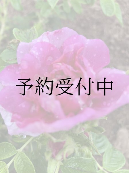 画像1: 八重咲ハマナシ（ヤエハマナス）【送料無料】濃ピンク色　食べられるバラ　食べる薔薇 (1)
