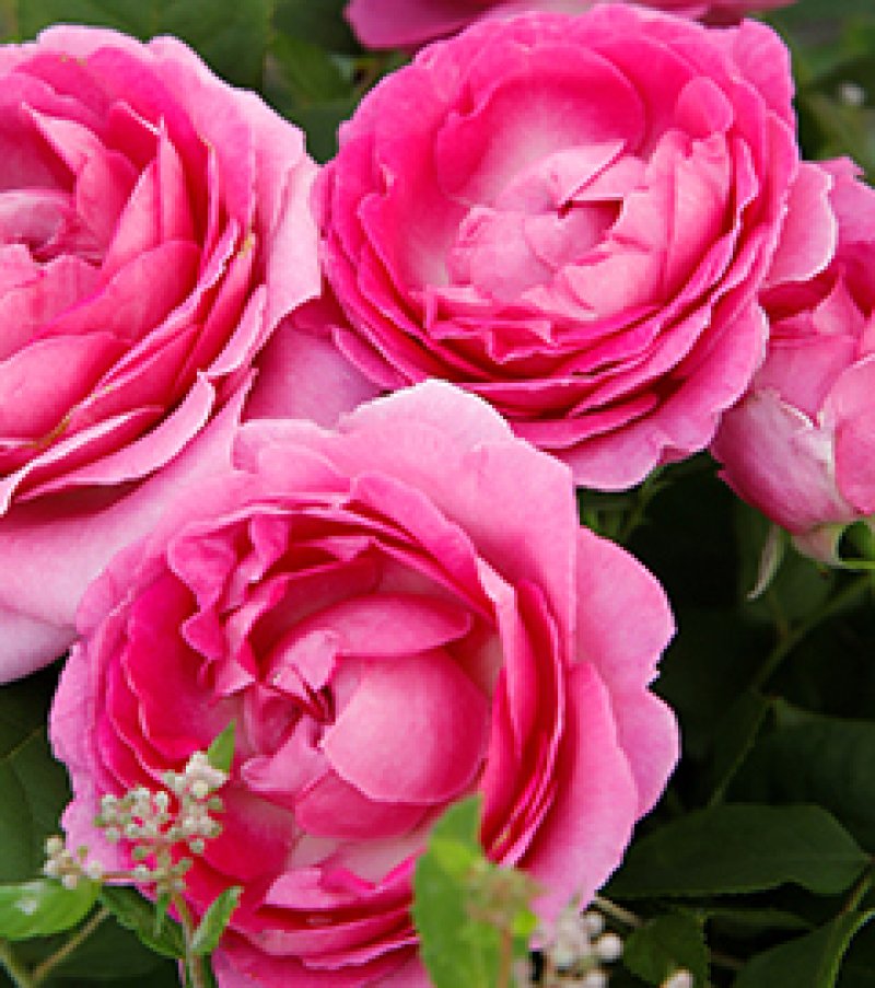 画像1: 食用バラ苗「フォーランマリア」｜農薬不使用・大輪80〜100枚のフルーツ香★ (1)