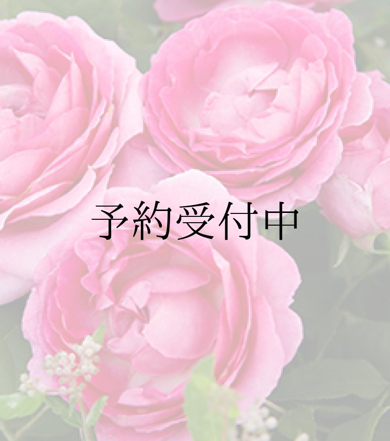 画像1: フォーランマリア【食用バラ苗】食べる薔薇　大輪・花びら80〜100枚・フルーツ香　送料無料【発送地 山形】 (1)