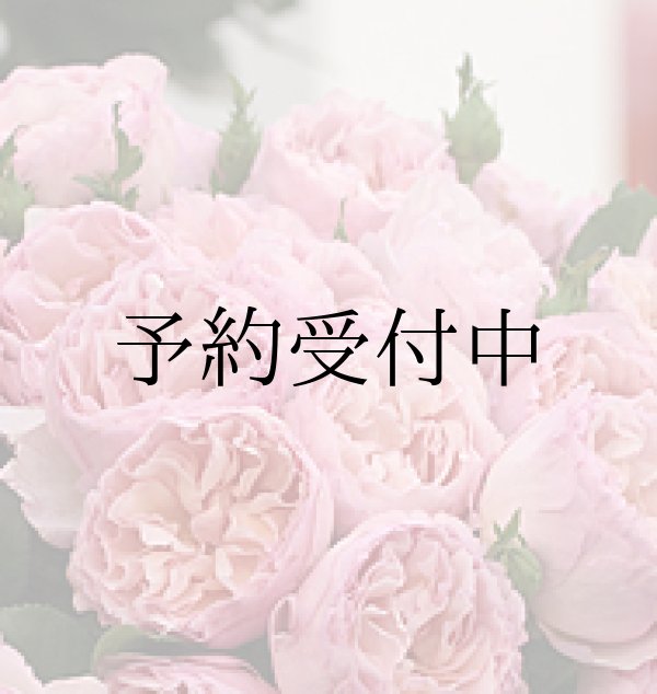 画像1: プリンセス シャルレーヌ ドゥ モナコ【食用バラの苗】食べられるバラ苗　大輪・花びら60〜70枚　甘いダマスク香　送料無料　農林水産省登録品種 PVP【発送地 山形】 (1)