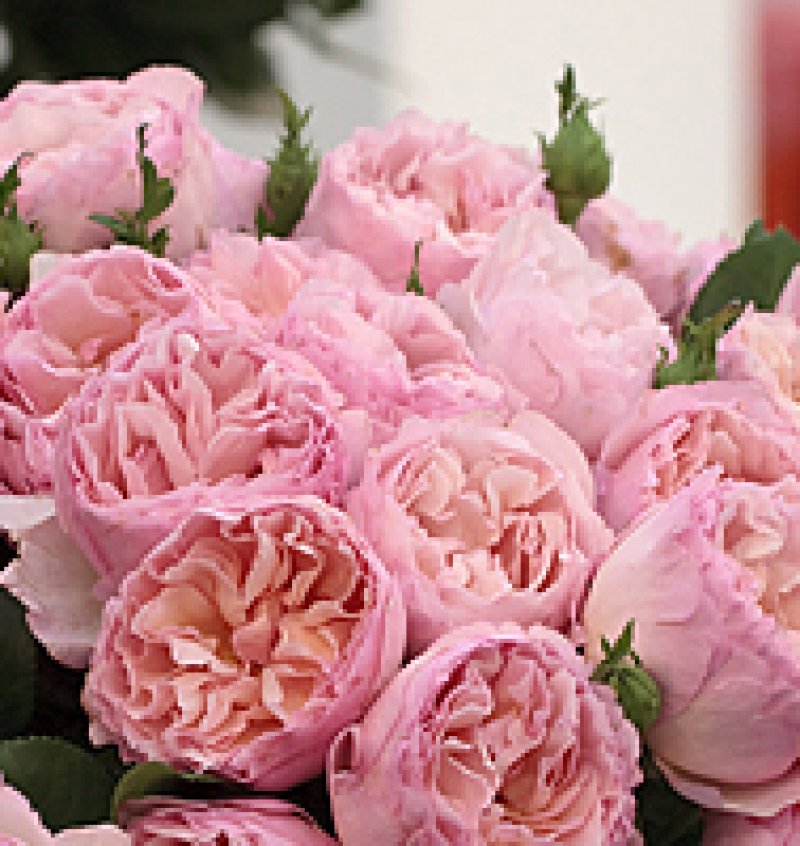 画像1: 食用バラ苗「プリンセス シャルレーヌ ドゥ モナコ」｜超大輪甘いダマスク香の農薬不使用【送料無料・四季咲き】★ (1)