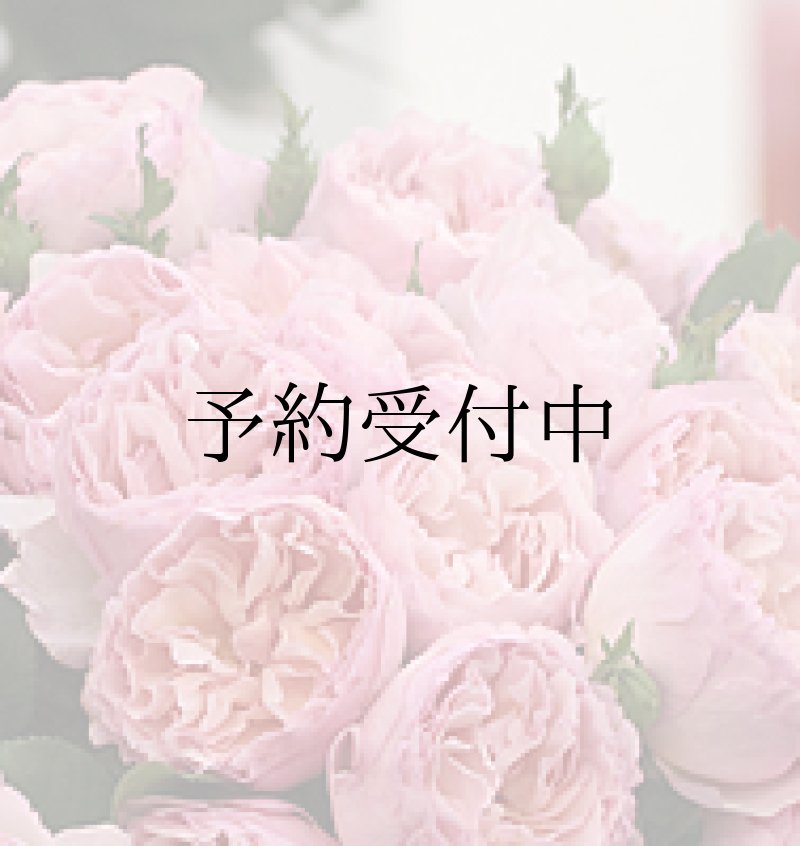 画像1: プリンセス シャルレーヌ ドゥ モナコ【食用バラの苗】食べられるバラ苗　大輪・花びら60〜70枚　甘いダマスク香　送料無料　農林水産省登録品種 PVP【発送地 山形】 (1)