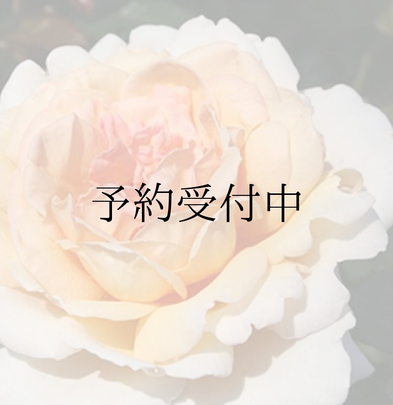 画像1: Ｇ．Ｄ．ルイーズ（グランド　ダッチェス　ルイーズ）【食用バラ苗】食べられるバラ苗　大輪・花びら40〜60枚フルーツ香　送料無料　農林水産省登録品種 PVP【発送地 山形】 (1)