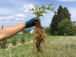 画像3: クシェル【食用バラの苗】食べられるバラ苗　大輪・花びら50〜60枚フルーツ香　送料無料　農林水産省登録品種 PVP【発送地 山形】 (3)