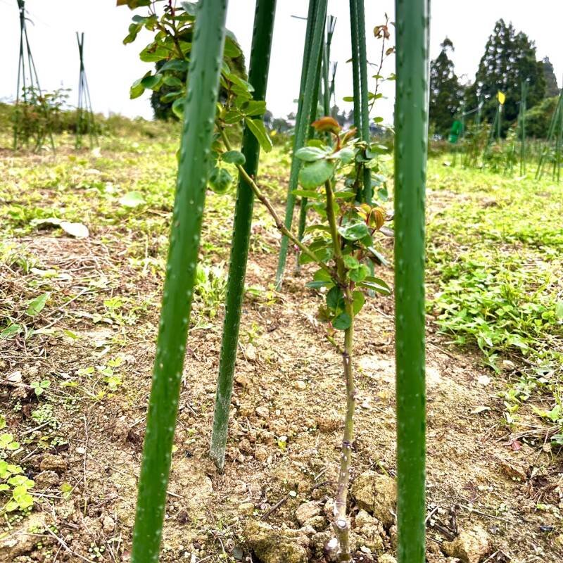 画像3: 食用バラ苗「プリンセス シャルレーヌ ドゥ モナコ」｜超大輪甘いダマスク香の農薬不使用【送料無料・四季咲き】★ (3)