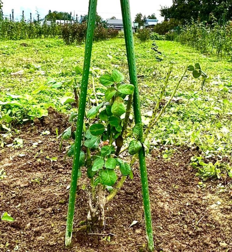 画像2: 食用バラ苗「プリンセス シャルレーヌ ドゥ モナコ」｜超大輪甘いダマスク香の農薬不使用【送料無料・四季咲き】★ (2)