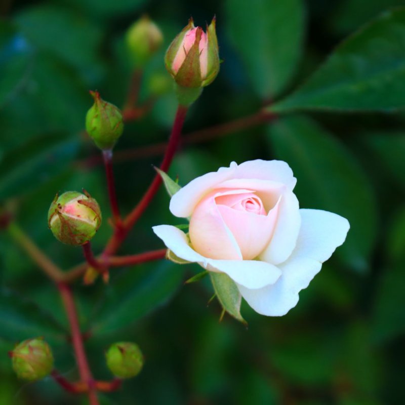 画像1: 食用バラ苗「ペルル ドール」｜サーモンレッド〜淡オレンジ・とげなし四季咲き【農薬不使用】★ (1)