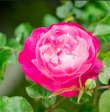 画像1: 食用バラ苗「ソフィーズパーペチュアル」｜淡いピンク・四季咲き・強香【農薬不使用】★ (1)