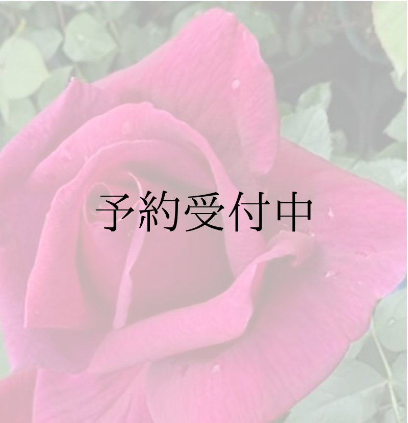 画像1: 【食用バラ苗】シャトー ド クロブージョ｜農薬不使用・ダマスク香・大輪・多花性【産地直送】 (1)