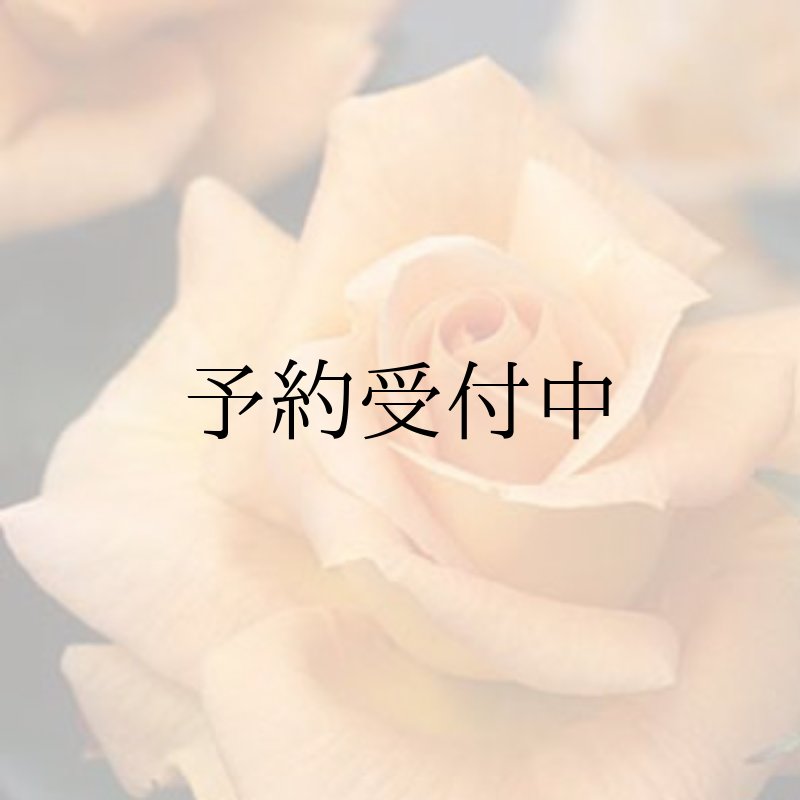 画像1: 楽園　食用バラ苗　強いフルーツの香り　食用バラ「食べられる薔薇」送料無料　農林水産省登録品種 PVP【発送地 山形】 (1)
