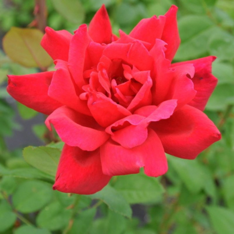 画像1: 食用バラ苗「エイボン」｜赤色・強香ダマスク・四季咲き【農薬不使用／送料無料】★ (1)