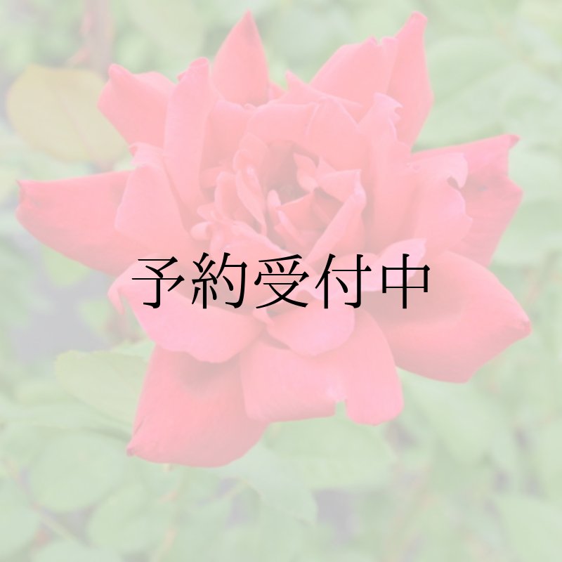 画像1: 食用バラ苗「エイボン」｜赤色・強香ダマスク・四季咲き【農薬不使用／送料無料】 (1)