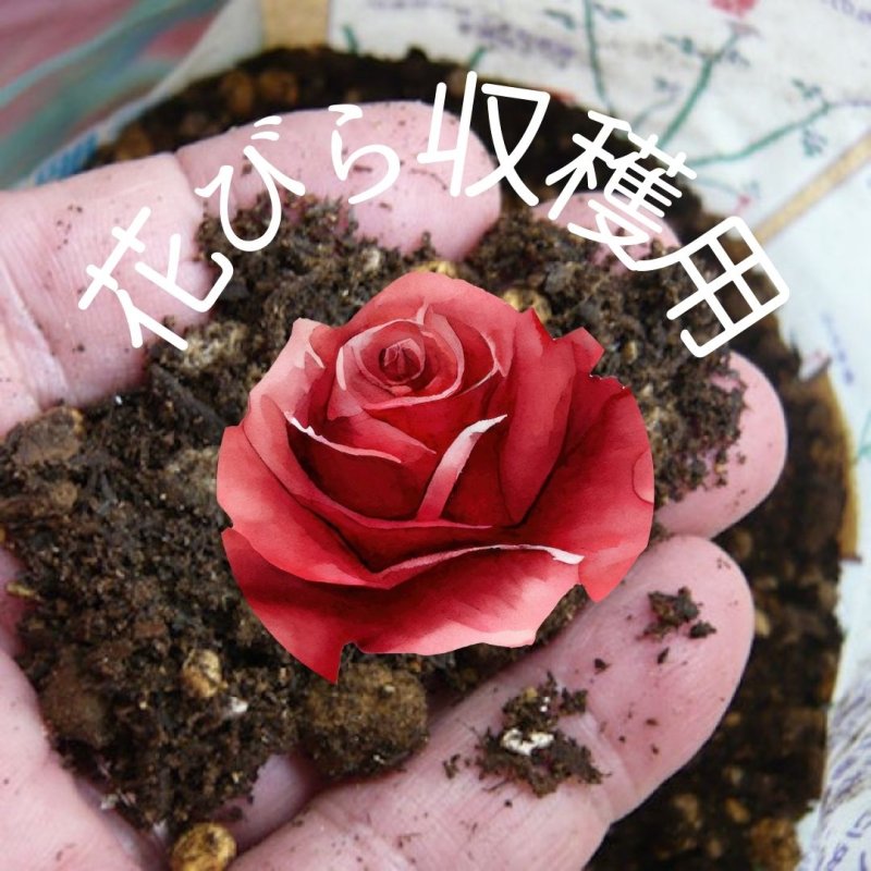 画像1: 食用薔薇の土8.5リットル（１株×１年分）（花びら収穫用）【発送地 山形】 (1)