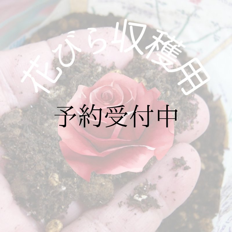 画像1: 食用バラの土8.5リットル（１株×１年分）（花びら収穫用）★ (1)