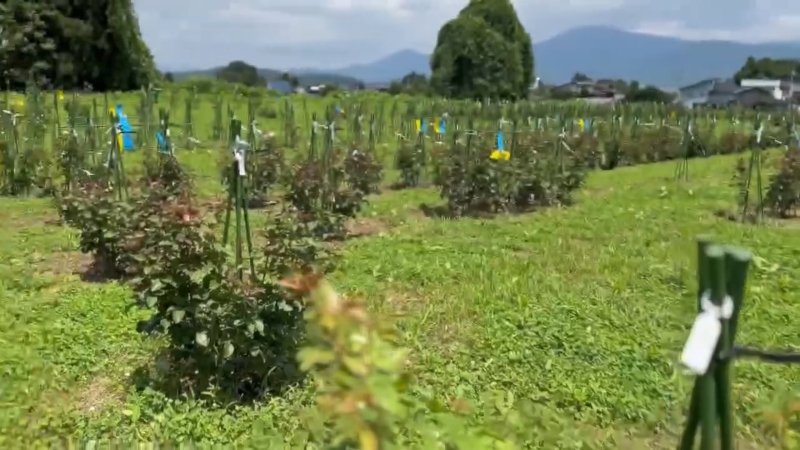 画像1: 【学術研究用】宮城大学様向けローズリーフ®苗 (1)