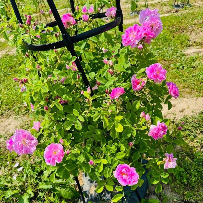 画像1: 食用バラ苗「キャトルセゾン」｜ローズオイル用・ピンク・四季咲き・強香【農薬不使用】★ (1)