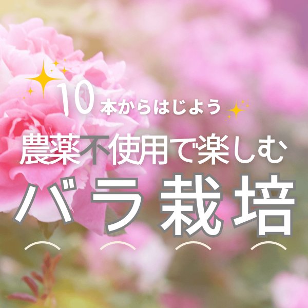 画像1: 苗10本【農薬不使用で楽しむバラ栽培】食用バラ教育プログラム【発送地 山形】エディブルローズ農家育成ナンバー１企業ナカイローズファーム (1)