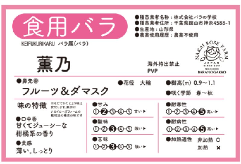 画像2: 食用バラ苗「薫乃」農薬不使用・クリーム色と紅茶調の強ダマスク香★ (2)