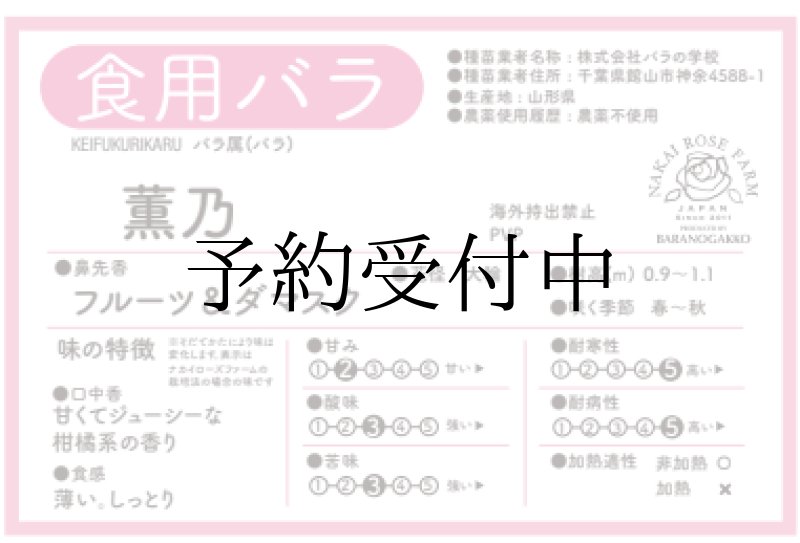 画像2: 食用バラ苗「薫乃」農薬不使用・クリーム色と紅茶調の強ダマスク香★ (2)