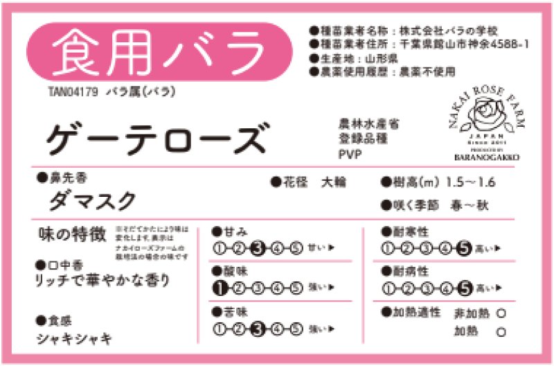 画像2: 食用バラ苗「ゲーテローズ」｜大輪50〜70枚のダマスク＋フルーツ香／農薬不使用【送料無料】★ (2)
