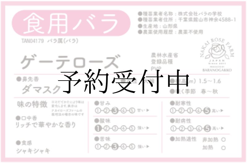 画像2: 食用バラ苗「ゲーテローズ」｜大輪50〜70枚のダマスク＋フルーツ香／農薬不使用【送料無料】★ (2)