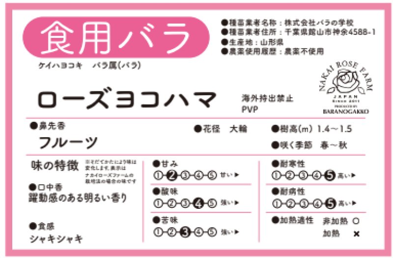 画像2: 食用バラ苗「ローズヨコハマ」|農薬不使用・くすみのない黄色・超大輪ティー香★ (2)