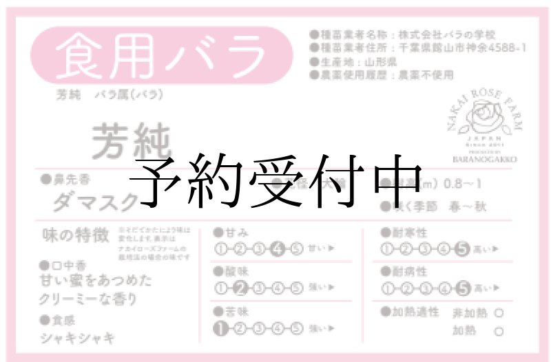 画像2: 食用バラ苗「芳純」農薬不使用・マットピンクとダマスク香の中大輪品種★ (2)